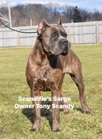 Cane Corso , a female Cane Corso for sale in Ramseur, NC – 1 of 10
