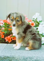 Shay, a female Miniature Australian Shepherd for sale in Newburg, PA – Photo 1 of 4