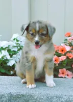 Shay, a female Miniature Australian Shepherd for sale in Newburg, PA – Photo 3 of 4