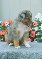 Shay, a female Miniature Australian Shepherd for sale in Newburg, PA – Photo 2 of 4