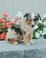 Sammy, a male Miniature Australian Shepherd for sale in Newburg, PA – Photo 4 of 4