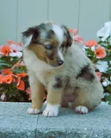 Sammy, a male Miniature Australian Shepherd for sale in Newburg, PA – Photo 2 of 4