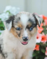 Sammy, a male Miniature Australian Shepherd for sale in Newburg, PA – Photo 3 of 4