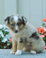 Sammy, a male Miniature Australian Shepherd for sale in Newburg, PA – Photo 1 of 4