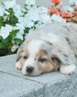 Stormy blue eyes, a male Miniature Australian Shepherd for sale in Newburg, PA – Photo 2 of 4