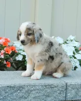 Stormy blue eyes, a male Miniature Australian Shepherd for sale in Newburg, PA – Photo 4 of 4