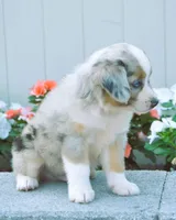 Stormy blue eyes, a male Miniature Australian Shepherd for sale in Newburg, PA – Photo 3 of 4