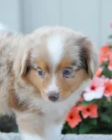 Stanley, a male Miniature Australian Shepherd for sale in Newburg, PA – Photo 4 of 4