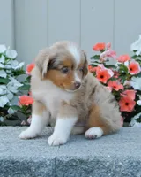Stanley, a male Miniature Australian Shepherd for sale in Newburg, PA – Photo 3 of 4