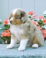 Stanley, a male Miniature Australian Shepherd for sale in Newburg, PA – Photo 2 of 4