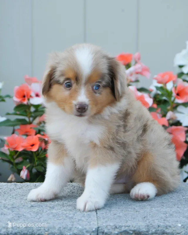 Stanley, a male Miniature Australian Shepherd for sale in Newburg, PA – Photo 1 of 4