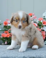 Stanley, a male Miniature Australian Shepherd for sale in Newburg, PA – Photo 1 of 4