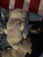 Dachshund 5, a female Dachshund and Miniature Dachshund for sale in Baytown, TX – 1 of 3