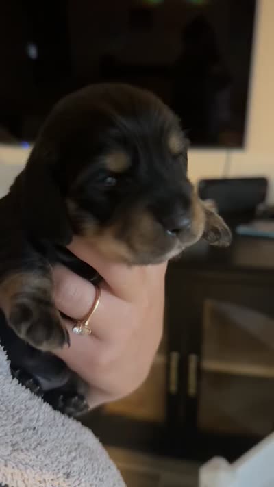 Dachshund 1, a male Dachshund and Miniature Dachshund for sale in Baytown, TX – 3 of 3
