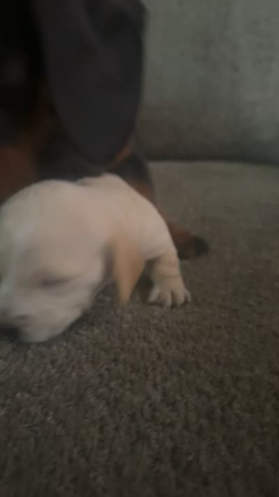Dachshund 5, a female Dachshund and Miniature Dachshund for sale in Baytown, TX – 3 of 3