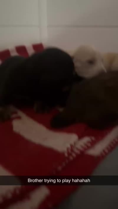 Dachshund 1, a male Dachshund and Miniature Dachshund for sale in Baytown, TX – 2 of 3