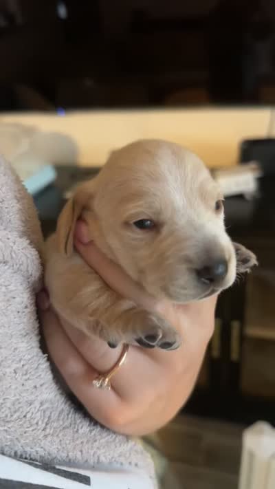 Dachshund 5, a female Dachshund and Miniature Dachshund for sale in Baytown, TX – 2 of 3