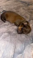 Dachshund 3, a male Dachshund and Miniature Dachshund for sale in Baytown, TX – 2 of 3