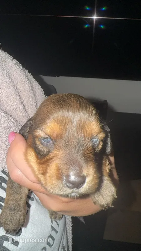 Dachshund 3 – Dachshund, Miniature Dachshund puppy for sale in Baytown, TX