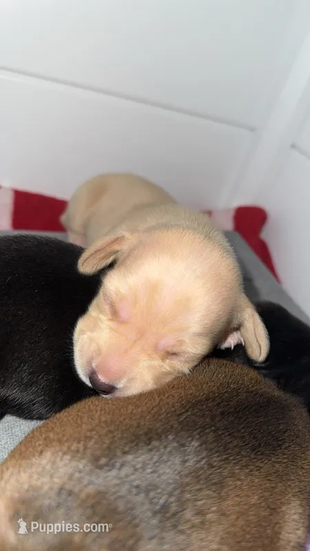 Dachshund 4 – Dachshund, Miniature Dachshund puppy for sale in Baytown, TX