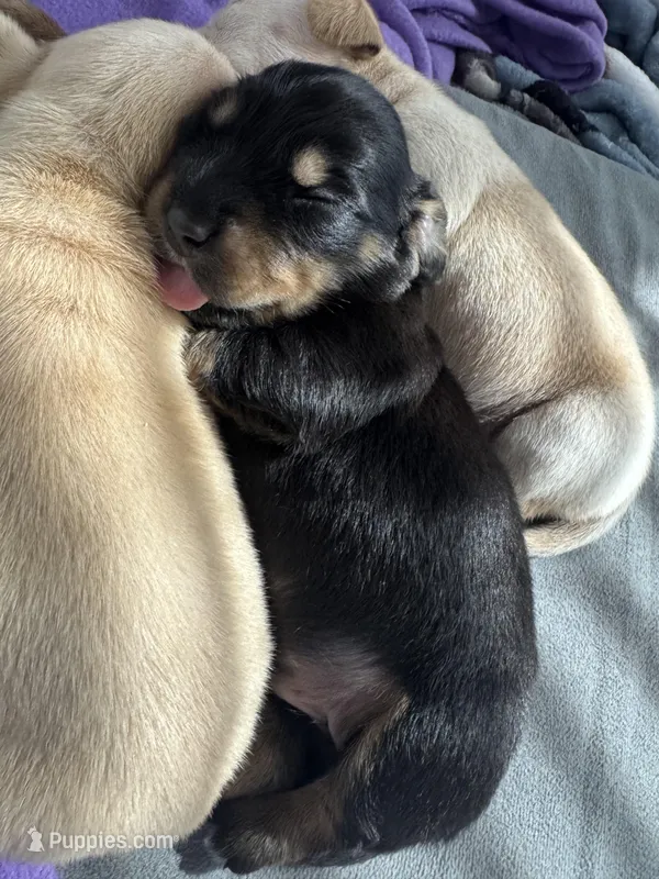 Dachshund 1 – Dachshund, Miniature Dachshund puppy for sale in Baytown, TX