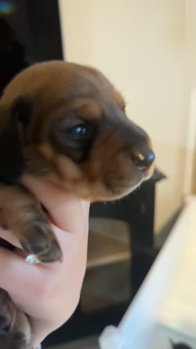 Dachshund 2, a male Dachshund and Miniature Dachshund for sale in Baytown, TX – 2 of 2