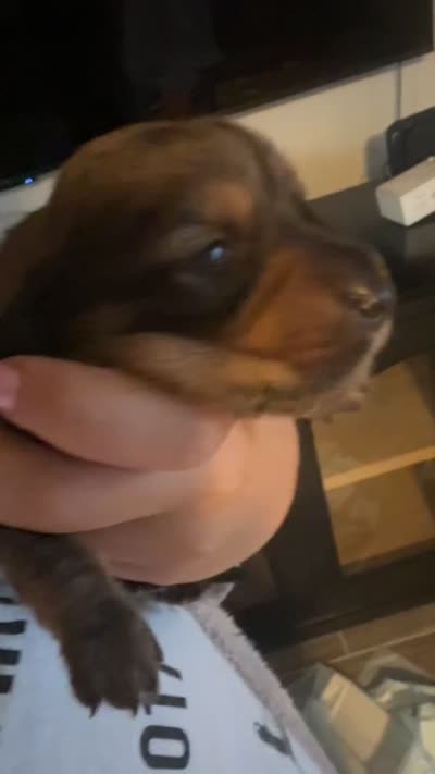Dachshund 3, a male Dachshund and Miniature Dachshund for sale in Baytown, TX – 3 of 3