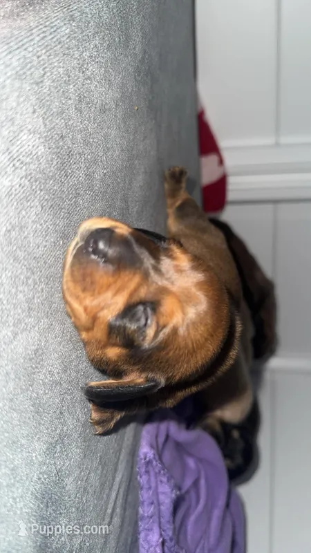 Dachshund 2 – Dachshund, Miniature Dachshund puppy for sale in Baytown, TX
