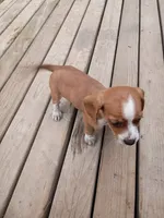 Gunner, a male Beagle and Chihuahua for sale in Fremont, MI – 2 of 3