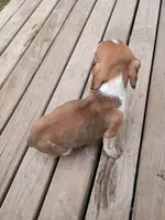 Oakley , a male Beagle and Chihuahua for sale in Fremont, MI – 2 of 3