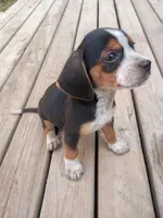 Jack, a male Beagle and Chihuahua for sale in Fremont, MI – 2 of 3