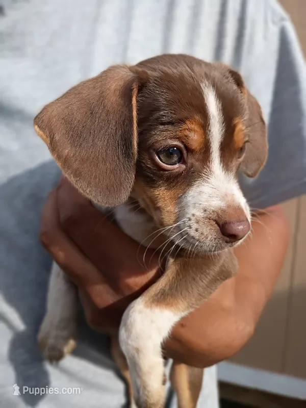 Mochi – Beagle, Chihuahua puppy for sale in Fremont, MI