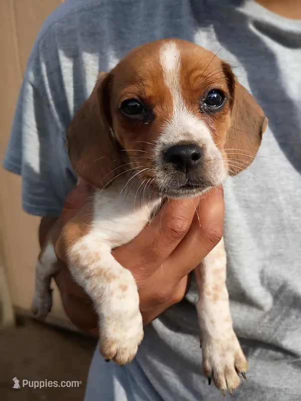 Oakley  – Beagle, Chihuahua puppy for sale in Fremont, MI