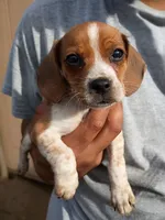 Oakley , a male Beagle and Chihuahua for sale in Fremont, MI – 1 of 3