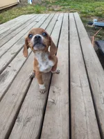 Charlie Girl, a female Beagle and Chihuahua for sale in Fremont, MI – 3 of 3