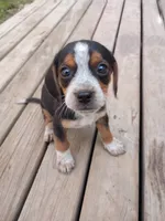Jack, a male Beagle and Chihuahua for sale in Fremont, MI – 3 of 3