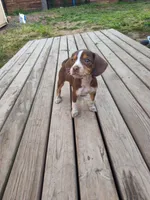 Mochi, a female Beagle and Chihuahua for sale in Fremont, MI – 2 of 2