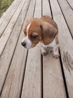 Oakley , a male Beagle and Chihuahua for sale in Fremont, MI – 3 of 3
