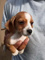 Gunner, a male Beagle and Chihuahua for sale in Fremont, MI – 3 of 3
