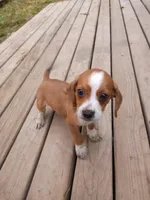 Gunner, a male Beagle and Chihuahua for sale in Fremont, MI – 1 of 3