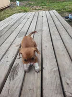 Charlie Girl, a female Beagle and Chihuahua for sale in Fremont, MI – 2 of 3