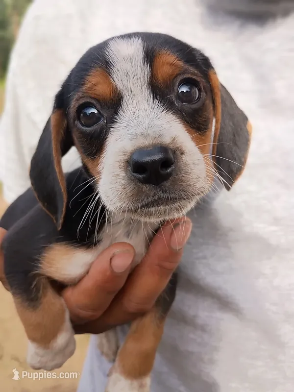 Jack – Beagle, Chihuahua puppy for sale in Fremont, MI