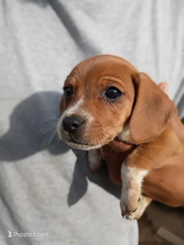 Charlie Girl – Beagle, Chihuahua puppy for sale in Fremont, MI