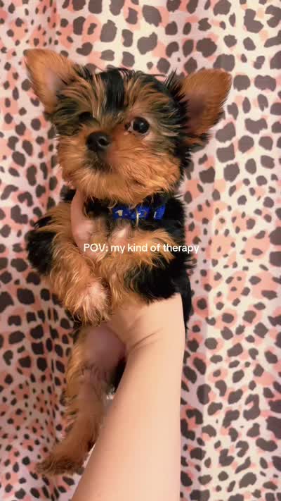 Miss Blue, a female Yorkshire Terrier for sale in Saint Petersburg, FL – 5 of 5