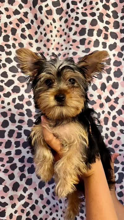 Miss Blue, a female Yorkshire Terrier for sale in Saint Petersburg, FL – 4 of 5