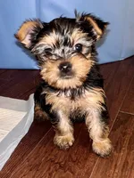 Miss Blue, a female Yorkshire Terrier for sale in Saint Petersburg, FL – 3 of 5