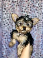 Miss Blue, a female Yorkshire Terrier for sale in Saint Petersburg, FL – 2 of 5