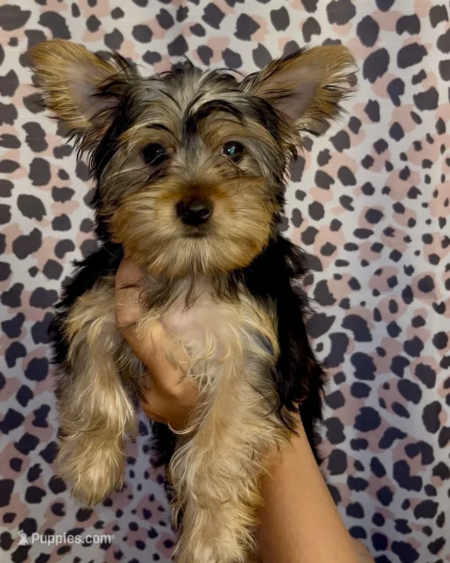 Miss Blue – Yorkshire Terrier puppy for sale in Saint Petersburg, FL