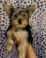Miss Blue, a female Yorkshire Terrier for sale in Saint Petersburg, FL – 1 of 5