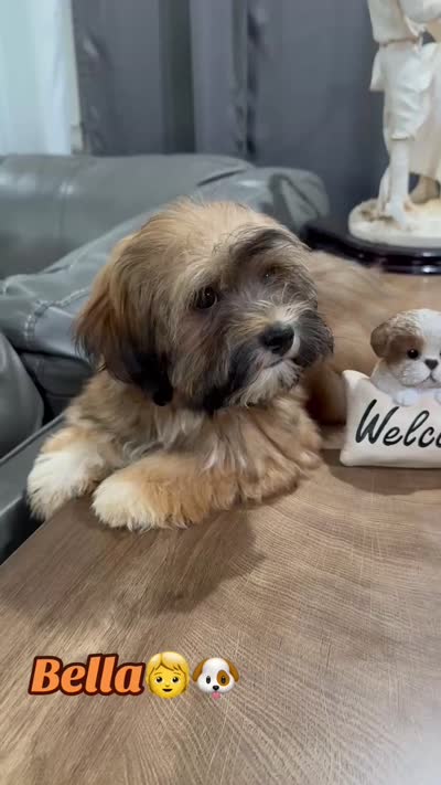 AKC Bella, a female Havanese for sale in Chatsworth, GA – 8 of 10